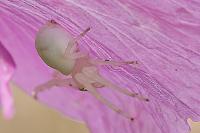 Misumena vatia
