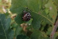 Araneus quadratus