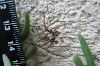 Pisaura mirabilis
