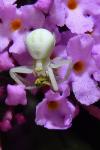 Misumena vatia