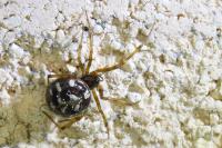 Steatoda triangulosa