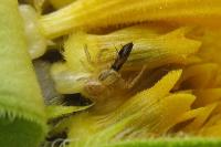 Xysticus