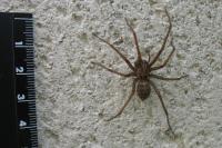 Tegenaria