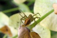Oxyopes