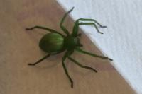 Micrommata