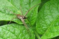 Pisaura mirabilis