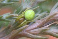 Araniella