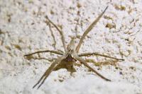Pisaura mirabilis