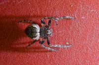 Nuctenea umbratica