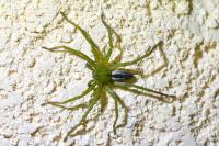 Micrommata ligurina