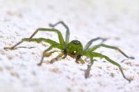 Micrommata ligurina