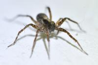 Pardosa