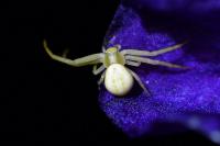 Misumena vatia