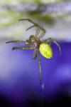 Araniella cucurbitina
