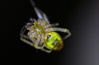 Araniella cucurbitina