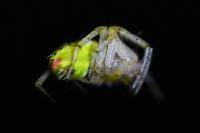 Araniella cucurbitina