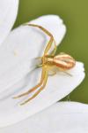 Runcinia grammica