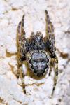 Nuctenea umbratica