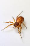 Cercidia prominens