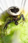 Synema globosum