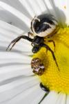 Synema globosum