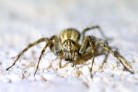 Oxyopes