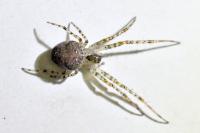 Metellina merianae