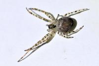 Metellina merianae