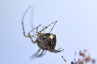 Metellina merianae