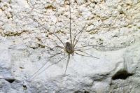 Phalangium opilio