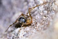 Nesticus cellulanus