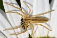 Tibellus