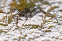 Xysticus