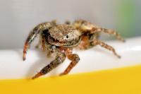 Marpissa muscosa