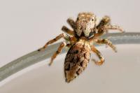Marpissa muscosa