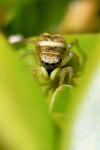 Heliophanus tribulosus
