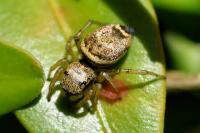 Heliophanus tribulosus