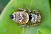 Heliophanus tribulosus