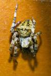 Araneus angulatus
