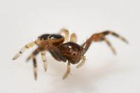Synema globosum