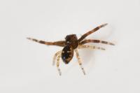Synema globosum