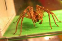 Zoropsis spinimana