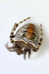 Gibbaranea bituberculata