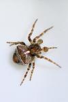Gibbaranea bituberculata