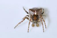 Gibbaranea bituberculata