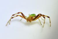Ebrechtella tricuspidata