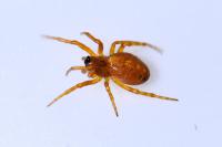 Cercidia prominens