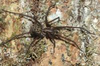 Eratigena saeva