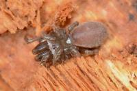 Atypus affinis