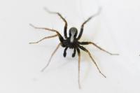 Pardosa